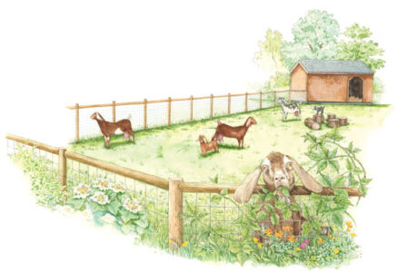 Homestead Dairy Animals: The Pros and Cons of Cows and Goats Image